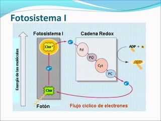 Fotosistema I
 