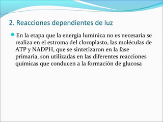 2. Reacciones dependientes de luz
En la etapa que la energía lumínica no es necesaria se
  realiza en el estroma del cloroplasto, las moléculas de
  ATP y NADPH, que se sintetizaron en la fase
  primaria, son utilizadas en las diferentes reacciones
  químicas que conducen a la formación de glucosa
 