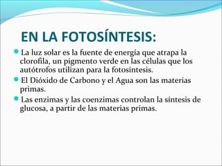 EN LA FOTOSÍNTESIS:
La luz solar es la fuente de energía que atrapa la
 clorofila, un pigmento verde en las células que los
 autótrofos utilizan para la fotosíntesis.
El Dióxido de Carbono y el Agua son las materias
 primas.
Las enzimas y las coenzimas controlan la síntesis de
 glucosa, a partir de las materias primas.
 