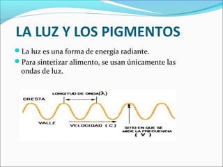 LA LUZ Y LOS PIGMENTOS
La luz es una forma de energía radiante.
Para sintetizar alimento, se usan únicamente las
  ondas de luz.
 