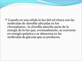 Cuando en una célula la luz del sol choca con las
 moléculas de clorofila ubicadas en los
 clororplastos , la clorofila absorbe parte de la
 energía de la luz que, eventualmente, se convierte
 en energía química y se almacena en las
 moléculas de glucosa que se producen.
 