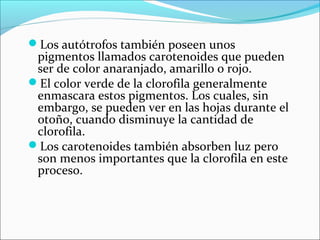 Los autótrofos también poseen unos
 pigmentos llamados carotenoides que pueden
 ser de color anaranjado, amarillo o rojo.
El color verde de la clorofila generalmente
 enmascara estos pigmentos. Los cuales, sin
 embargo, se pueden ver en las hojas durante el
 otoño, cuando disminuye la cantidad de
 clorofila.
Los carotenoides también absorben luz pero
 son menos importantes que la clorofila en este
 proceso.
 