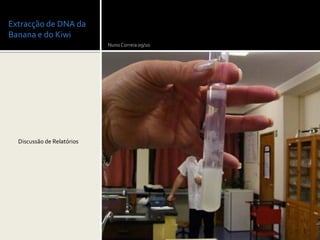 Extracção de DNA da
Banana e do Kiwi
                            Nuno Correia 09/10




  Discussão de Relatórios
 