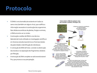    O DNA é uma biomolécula existente em todos os
    seres vivos (também em alguns vírus), que codifica a
    informação necessária à constituição dos organismos.
    Nas células eucarióticas de plantas, fungos e animais,
    o DNA encontra-se no núcleo.
   A extracção e análise de DNA é uma técnica
    laboratorial muito utilizada na investigação científica e
    em diversos estudos taxonómicos e forenses (testes
    de paternidade e identificação de indivíduos).
   A extracção de DNA de frutos consiste na destruição
    dos tecidos e na separação dos fragmentos celulares
    por filtração.
   A extracção de DNA completa-se adicionando etanol
    frio, que provoca a sua precipitação.




                                Nuno Correia 09/10
 