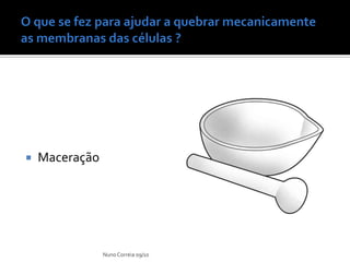    Maceração




                Nuno Correia 09/10
 