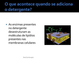    As enzimas presentes
    no detergente
    desestruturam as
    moléculas de lipídios
    presentes nas
    membranas celulares



               Nuno Correia 09/10
 