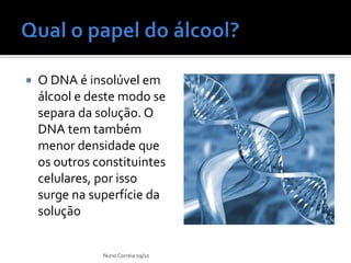    O DNA é insolúvel em
    álcool e deste modo se
    separa da solução. O
    DNA tem também
    menor densidade que
    os outros constituintes
    celulares, por isso
    surge na superfície da
    solução


               Nuno Correia 09/10
 