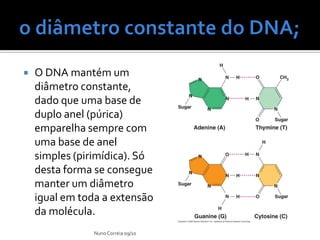    O DNA mantém um
    diâmetro constante,
    dado que uma base de
    duplo anel (púrica)
    emparelha sempre com
    uma base de anel
    simples (pirimídica). Só
    desta forma se consegue
    manter um diâmetro
    igual em toda a extensão
    da molécula.
                Nuno Correia 09/10
 