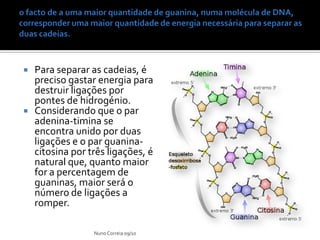    Para separar as cadeias, é
    preciso gastar energia para
    destruir ligações por
    pontes de hidrogénio.
   Considerando que o par
    adenina-timina se
    encontra unido por duas
    ligações e o par guanina-
    citosina por três ligações, é
    natural que, quanto maior
    for a percentagem de
    guaninas, maior será o
    número de ligações a
    romper.

                  Nuno Correia 09/10
 