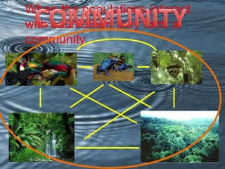 When the populations interact
with each other, they form a
community.

 