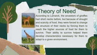 Theory of Need
According to Lamarck, the ancestors of giraffes
had short necks before, but because of drought
and scarcity of food, they were forced to change
the structure of their necks by forcing them to
reach the higher sources of food for them to
survive. Their ability to survive helped them
develop characteristics necessary for them to
adapt to a given environment.
 