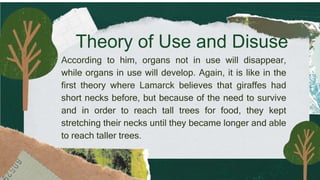 Theory of Use and Disuse
According to him, organs not in use will disappear,
while organs in use will develop. Again, it is like in the
first theory where Lamarck believes that giraffes had
short necks before, but because of the need to survive
and in order to reach tall trees for food, they kept
stretching their necks until they became longer and able
to reach taller trees.
 
