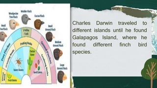 Charles Darwin traveled to
different islands until he found
Galapagos Island, where he
found different finch bird
species.
 