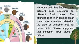 He observed that finches have
different beak structures for
different food types. The
abundance of finch species on an
island was somehow related to
the type of available food for
these birds. Darwin suggested
that selection takes place in
nature.
 
