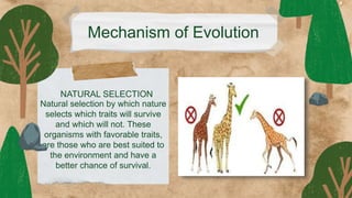 Mechanism of Evolution
Natural selection by which nature
selects which traits will survive
and which will not. These
organisms with favorable traits,
are those who are best suited to
the environment and have a
better chance of survival.
NATURAL SELECTION
 