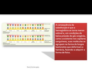 A consequência da
                     substituição é que a
                     hemoglobina se torna menos
                     solúvel e, em condições de
                     baixa pressão de gás oxigénio,
                     como a existente nos capilares
                     sanguíneos, suas moléculas se
                     agrupam na forma de longos
                     bastonetes que deformam a
                     hemácia, fazendo-a adquirir a
                     forma de foice.




Nuno Correia 09/10
 
