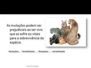 As mutações podem ser
  prejudiciais ao ser vivo
  que as sofre ou vitais
  para a sobrevivência da
  espécie.

 Mutações.... Variabilidade .... Mutações .... variabilidade




                   Nuno Correia 09/10
 