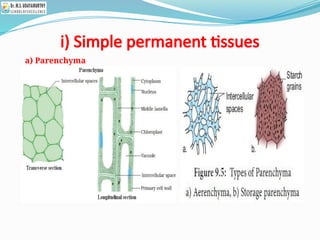 i) Simple permanent tissues
a) Parenchyma
 