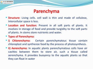 Parenchyma
 Structure: Living cells. cell wall is thin and made of cellulose,
Intercellular space is less.
 Location and function: Present in all soft parts of plants. It
involves in storage of food and provide turgidity to the soft parts
of plants. In stems store nutrients and water.
 Types of Parenchyma:
 i) Chlorenchyma: Certain parenchymatous tissue contain
chloroplast and synthesize food by the process of photosynthesis.
 ii) Aerenchyma: In aquatic plants parenchymatous cells have air
cavities between them to store air, such a tissue called
aerenchyma. It provides buoyancy to the aquatic plants so that
they can float in water
 