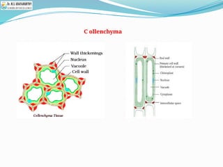 C ollenchyma
 