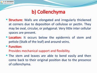 b) Collenchyma
 Structure: Walls are elongated and irregularly thickened
at corners due to deposition of cellulose or pectin. They
may be oval, circular, or polygonal. Very little inter cellular
spaces are present.
 Location: It occurs below the epidermis of stem and
petiole (Stalk of the leaf) and around veins.
 Function:
Provides mechanical support and flexibility.
 The stem and leaves are able to bend easily and then
come back to their original position due to the presence
of collenchyma.
 