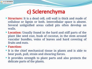 c) Sclerenchyma
 Structure: It is a dead cell, cell wall is thick and made of
cellulose or lignin or both. Intercellular space is absent.
Several unlignified areas called pits often develop on
walls.
 Location: Usually found in the hard and stiff parts of the
plant like seed coat, husk of coconut, in the stem around
vascular bundles, veins of leaves and hard covering of
fruits and nuts.
 Function:
 It is the chief mechanical tissue in plants and is able to
bear push, pull, strain and shearing forces.
 It provides strength to plant parts and also protects the
delicate parts of the plants.
 