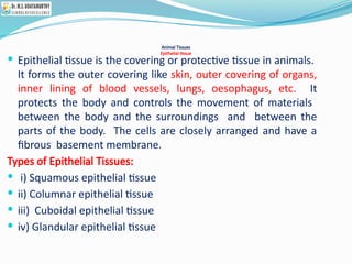 Animal Tissues
Epithelial tissue
 Epithelial tissue is the covering or protective tissue in animals.
It forms the outer covering like skin, outer covering of organs,
inner lining of blood vessels, lungs, oesophagus, etc. It
protects the body and controls the movement of materials
between the body and the surroundings and between the
parts of the body. The cells are closely arranged and have a
fibrous basement membrane.
Types of Epithelial Tissues:
 i) Squamous epithelial tissue
 ii) Columnar epithelial tissue
 iii) Cuboidal epithelial tissue
 iv) Glandular epithelial tissue
 