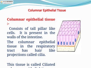 Columnar Epithelial Tissue
Columnar epithelial tissue
:-
Consists of tall pillar like
cells. It is present in the
walls of the intestine.
The columnar epithelial
tissue in the respiratory
tract has hair like
projections called cilia.
This tissue is called Ciliated
 