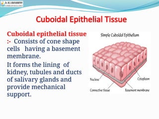 Cuboidal Epithelial Tissue
Cuboidal epithelial tissue
:- Consists of cone shape
cells having a basement
membrane.
It forms the lining of
kidney, tubules and ducts
of salivary glands and
provide mechanical
support.
 