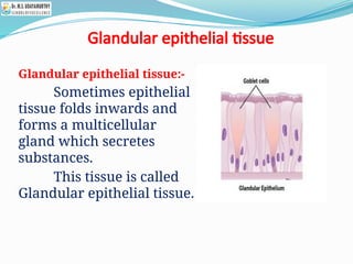Glandular epithelial tissue
Glandular epithelial tissue:-
Sometimes epithelial
tissue folds inwards and
forms a multicellular
gland which secretes
substances.
This tissue is called
Glandular epithelial tissue.
 
