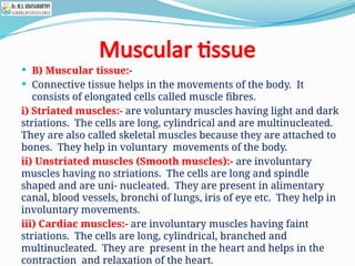 Muscular tissue
 B) Muscular tissue:-
 Connective tissue helps in the movements of the body. It
consists of elongated cells called muscle fibres.
i) Striated muscles:- are voluntary muscles having light and dark
striations. The cells are long, cylindrical and are multinucleated.
They are also called skeletal muscles because they are attached to
bones. They help in voluntary movements of the body.
ii) Unstriated muscles (Smooth muscles):- are involuntary
muscles having no striations. The cells are long and spindle
shaped and are uni- nucleated. They are present in alimentary
canal, blood vessels, bronchi of lungs, iris of eye etc. They help in
involuntary movements.
iii) Cardiac muscles:- are involuntary muscles having faint
striations. The cells are long, cylindrical, branched and
multinucleated. They are present in the heart and helps in the
contraction and relaxation of the heart.
 