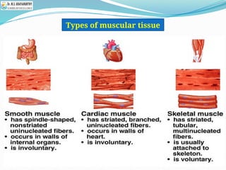 Types of muscular tissue
 