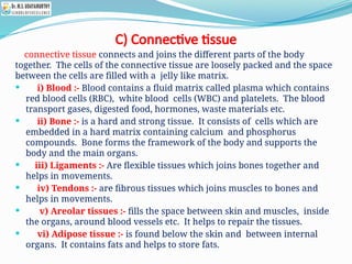 C) Connective tissue
connective tissue connects and joins the different parts of the body
together. The cells of the connective tissue are loosely packed and the space
between the cells are filled with a jelly like matrix.
 i) Blood :- Blood contains a fluid matrix called plasma which contains
red blood cells (RBC), white blood cells (WBC) and platelets. The blood
transport gases, digested food, hormones, waste materials etc.
 ii) Bone :- is a hard and strong tissue. It consists of cells which are
embedded in a hard matrix containing calcium and phosphorus
compounds. Bone forms the framework of the body and supports the
body and the main organs.
 iii) Ligaments :- Are flexible tissues which joins bones together and
helps in movements.
 iv) Tendons :- are fibrous tissues which joins muscles to bones and
helps in movements.
 v) Areolar tissues :- fills the space between skin and muscles, inside
the organs, around blood vessels etc. It helps to repair the tissues.
 vi) Adipose tissue :- is found below the skin and between internal
organs. It contains fats and helps to store fats.
 