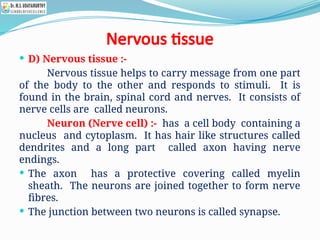 Nervous tissue
 D) Nervous tissue :-
Nervous tissue helps to carry message from one part
of the body to the other and responds to stimuli. It is
found in the brain, spinal cord and nerves. It consists of
nerve cells are called neurons.
Neuron (Nerve cell) :- has a cell body containing a
nucleus and cytoplasm. It has hair like structures called
dendrites and a long part called axon having nerve
endings.
 The axon has a protective covering called myelin
sheath. The neurons are joined together to form nerve
fibres.
 The junction between two neurons is called synapse.
 