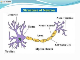 Structure of Neuron
 