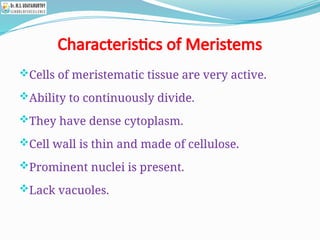 Characteristics of Meristems
Cells of meristematic tissue are very active.
Ability to continuously divide.
They have dense cytoplasm.
Cell wall is thin and made of cellulose.
Prominent nuclei is present.
Lack vacuoles.
 
