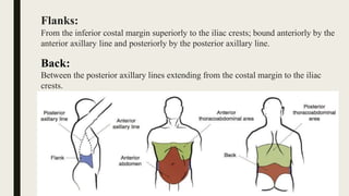 Flanks:
From the inferior costal margin superiorly to the iliac crests; bound anteriorly by the
anterior axillary line and posteriorly by the posterior axillary line.
Back:
Between the posterior axillary lines extending from the costal margin to the iliac
crests.
 