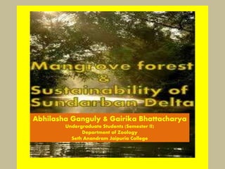 Mangrove Forest
&
Sustainibility of Sundarban delta
Abhilasha Ganguly & Gairika Bhattacharya
Undergraduate Students (Semester II)
Department of Zoology
Seth Anandram Jaipuria College
 