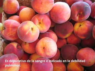 Es depurativo de la sangre e indicado en   la debilidad pulmonar. 