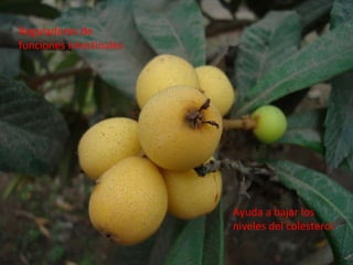 Ayuda a bajar los niveles del colesterol. Reguladores de funciones intestinales 