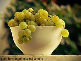 Buen funcionamiento del celebro 