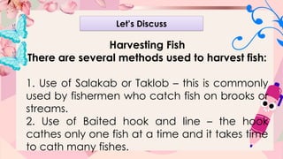Effective Marketing and Harvesting Strategies for Farm Animals and Fish ...