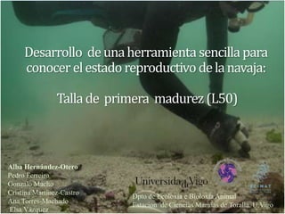 Desarrollo deunaherramientasencillapara
conocerelestadoreproductivodelanavaja:
Tallade primera madurez(L50)
Alba Hernández-Otero
Pedro Ferreiro
Gonzalo Macho
Cristina Martínez-Castro
Ana Torres-Machado
Elsa Vázquez
Dpto de Ecoloxía e Bioloxía Animal
Estacion de Ciencias Mariñas de Toralla. U.Vigo
 