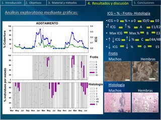 ICG – % - Frotis- Histología
•ICG ≈ 0 % ≈ a 0 ID/0 E0
• ICG % A E1/E2
• Max ICG Max.% B E3
• ICG % C E4A/4B
• ICG % D E5
Frotis
Machos Hembras
2. Objetivos 3. Material y métodos 4. Resultados y discusión 5. Conclusiones1. Introducción
Mar May Jul Sep Nov Jan Mar May Jul Sep Nov Jan Mar May Jul
%individuosporestado
0
20
40
60
80
100
0
1
2
3
4A
4B
5
0
20
40
60
80
100
0
A
B
C
D
ID
Histología
AGOTAMIENTO
%Cobertura
0
20
40
60
80
100
ICG
0.0
0.1
0.2
0.3
0.4
Frotis
Histología
Machos Hembras
 
