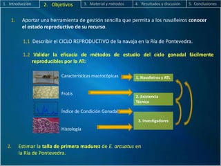 Características macrocópicas
Frotis
Índice de Condición Gonadal
Histología
Jan Mar May Jul Sep Nov Jan Mar May Jul Sep Nov Jan Mar May Jul
0.0
0.1
0.2
0.3
0.4
1. Introducción 2. Objetivos 3. Material y métodos 4. Resultados y discusión 5. Conclusiones
1. Aportar una herramienta de gestión sencilla que permita a los navalleiros conocer
el estado reproductivo de su recurso.
1.1 Describir el CICLO REPRODUCTIVO de la navaja en la Ría de Pontevedra.
1.2 Validar la eficacia de métodos de estudio del ciclo gonadal fácilmente
reproducibles por la AT:
2. Estimar la talla de primera madurez de E. arcuatus en
la Ría de Pontevedra.
3. Investigadores
1. Navalleiros y ATL
2. Asistencia
Técnica
 