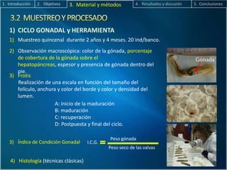 3) Frotis
Realización de una escala en función del tamaño del
folículo, anchura y color del borde y color y densidad del
lumen.
Gónada
2. Objetivos 3. Material y métodos 4. Resultados y discusión 5. Conclusiones1. Introducción
3) Índice de Condición Gonadal I.C.G.
Peso seco de las valvas
Peso gónada
1) CICLO GONADAL y HERRAMIENTA
2) Observación macroscópica: color de la gónada, porcentaje
de cobertura de la gónada sobre el
hepatopáncreas, espesor y presencia de gónada dentro del
pie.
1) Muestreo quincenal durante 2 años y 4 meses. 20 ind/banco.
A: inicio de la maduración
B: maduración
C: recuperación
D: Postpuesta y final del ciclo.
4) Histología (técnicas clásicas)
 