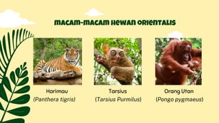 Harimau
(Panthera tigris)
macam-macam hewan orientalis
Tarsius
(Tarsius Purmilus)
Orang Utan
(Pongo pygmaeus)
 