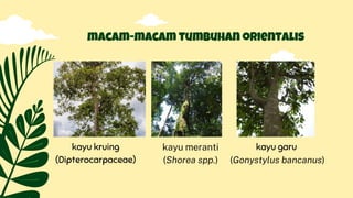kayu kruing
(Dipterocarpaceae)
macam-macam tumbuhan orientalis
kayu meranti
(Shorea spp.)
kayu garu
(Gonystylus bancanus)
 