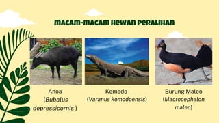 Anoa
(Bubalus
depressicornis )
macam-macam hewan peralihan
Komodo
(Varanus komodoensis)
Burung Maleo
(Macrocephalon
maleo)
 
