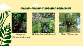 Longusei
(Ficus minahasae)
macam-macam Tumbuhan peralihan
Gofasa (Vitex Cofassus) Eboni (Diospyros)
 